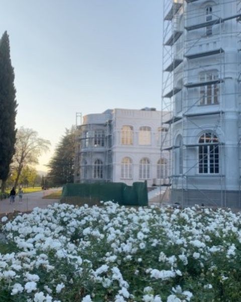 White roses in front of a pale palace under restoration, scaffolding on one wing