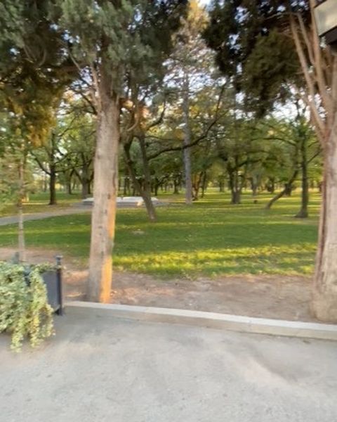 Cypress and pine trees over a lawn in late afternoon light